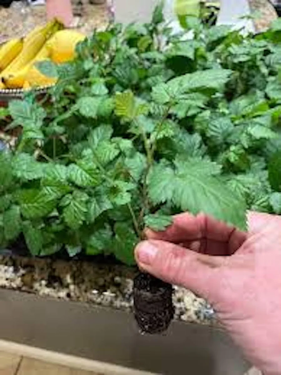 10 Ponca Thornless Blackberry Starter Plug - Live Plant - High Yield - Image 8
