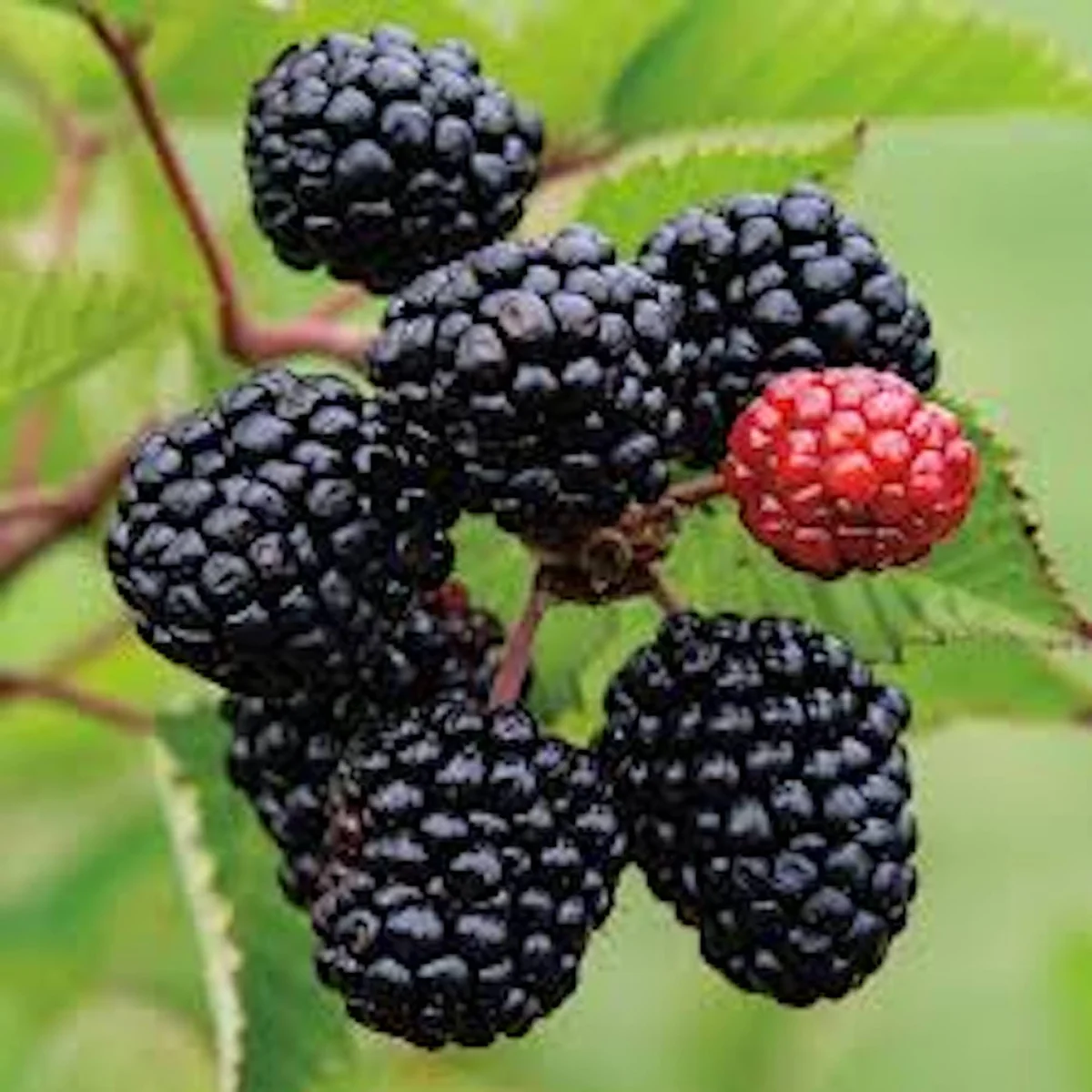10 Prime Ark Freedom Thornless Blackberry Plant Bare Root - Fruit Bush - Image 1