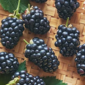 10 Prime Ark Horizon Blackberry Live Plant Starter Plugs - Everbearing Fruit - Image 6