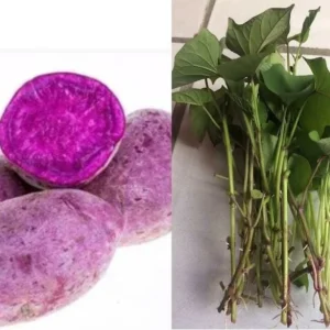 10 Purple Molokai Sweet Potato Slips - Well Rooted Live Plant Cuttings - Image 4