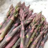 10 Purple Passion Asparagus Crowns - 2 Year Bare Root Live Plants for Garden - Image 1