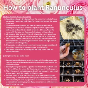 10 Purple Ranunculus Bulbs - Jumbo Size for Vibrant Garden Flowers - Image 2