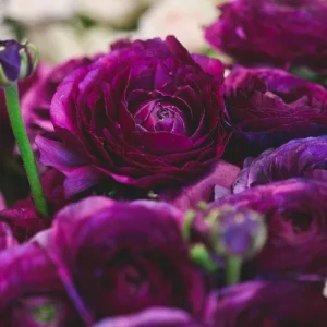 10 Purple Ranunculus Bulbs - Jumbo Size for Vibrant Garden Flowers - Image 3