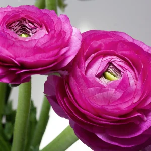 10 Purple Ranunculus Bulbs - Jumbo Size for Vibrant Garden Flowers - Image 1