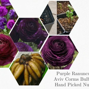 10 Purple Ranunculus Bulbs - Jumbo Size for Vibrant Garden Flowers - Image 4