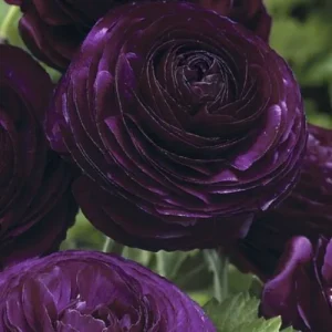 10 Purple Ranunculus Bulbs - Jumbo Size for Vibrant Garden Flowers - Image 5