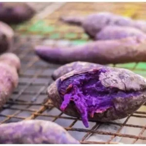 10 Purple Sweet Potato Slips - Cuttings for Growing Edible Plants - Image 8