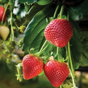 10 Quinault Strawberry Bare Roots - Everbearing Fruit Plant for Gardens - Image 2