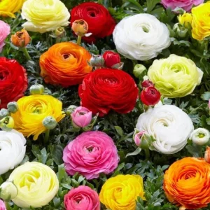 10 Ranunculus Mixed Shade Flower Bulbs - Jumbo Size for Vibrant Blooms - Image 4
