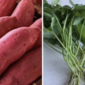 10 Red Japanese Sweet Potato Cuttings - Organic, Ready to Plant Slips - Image 5