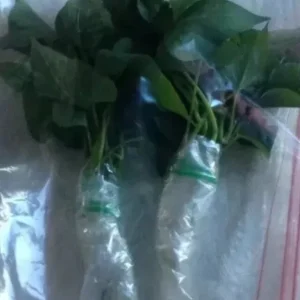 10 Red Japanese Sweet Potato Cuttings - Organic, Ready to Plant Slips - Image 6