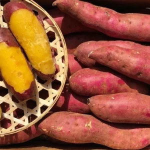 10 Red Japanese Sweet Potato Slips - Well Rooted Live Plants - Easy Grow - Image 2