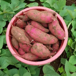 10 Red Japanese Sweet Potato Slips - Well Rooted Live Plants - Easy Grow - Image 1