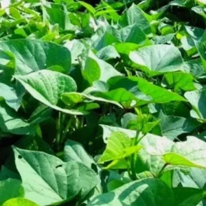 10 Red Japanese Sweet Potato Slips - Well Rooted Live Plants - Easy Grow - Image 4