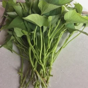 10 Red Japanese Sweet Potato Slips - Well Rooted Live Plants - Easy Grow - Image 5