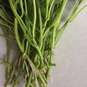 10 Red Japanese Sweet Potato Slips - Well Rooted Live Plants - Easy Grow - Image 6