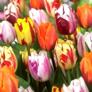 10 Rembrandt Tulip Bulbs Mixed Colors - Easy Grow Perennial Flowers - Image 1