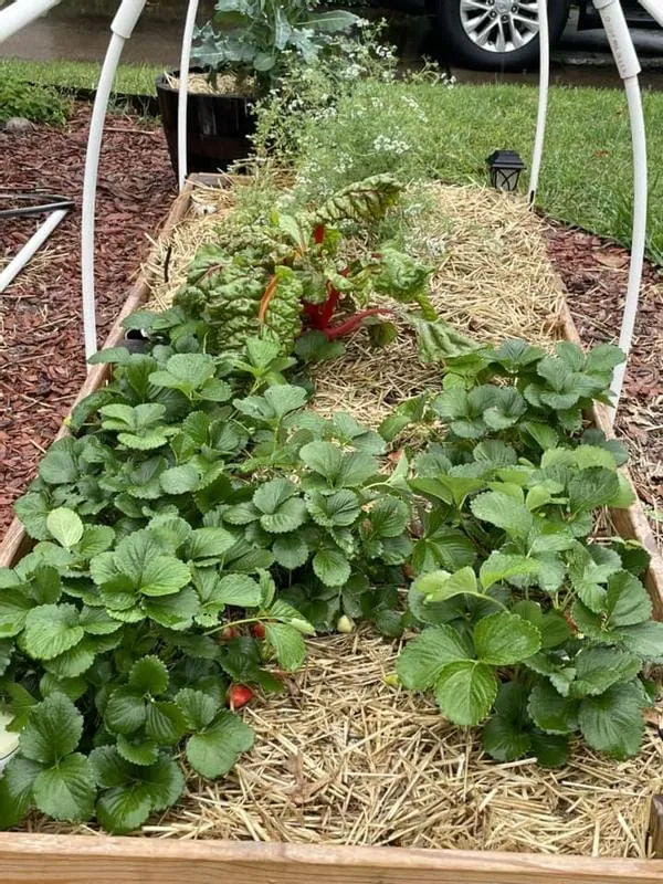 10 Seascape Strawberry Bare Roots - Everbearing Fragaria ananassa Fruit Plants for Zones 4-8 - Image 7