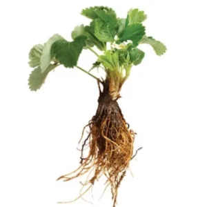 10 Sequoia Strawberry Bare Roots - Fragaria × ananassa - Sweet, Everbearing Variety - Image 8