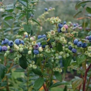 10 Sharpe Blue Blueberry Starter Plugs - Vaccinium corymbosum - Live Bare Root Plants - Image 3