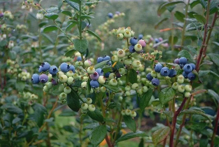 10 Sharpe Blue Blueberry Starter Plugs - Vaccinium corymbosum - Live Bare Root Plants - Image 3