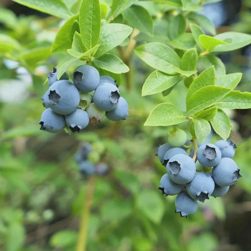 10 Sharpe Blue Blueberry Starter Plugs - Vaccinium corymbosum - Live Bare Root Plants - Image 4