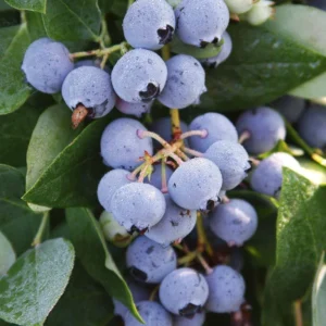 10 Sharpe Blue Blueberry Starter Plugs - Vaccinium corymbosum - Live Bare Root Plants - Image 5