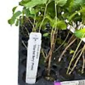 10 Sherbet Berry Starter Plants - Grewia Asiatica Live Fruit Plant, Edible - Image 3