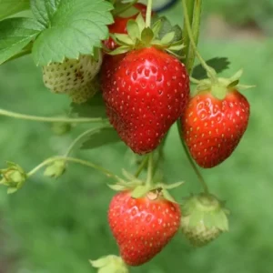 10 Sparkle Strawberry Bare Roots - Cold-Hardy Fragaria x ananassa - Image 3