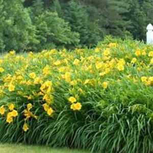 10 Stella De Oro Daylily Hemerocallis - Golden Yellow Perennial Bare Root Plants - Image 4