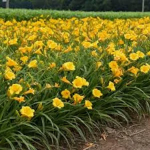 10 Stella De Oro Daylily Hemerocallis - Golden Yellow Perennial Bare Root Plants - Image 6