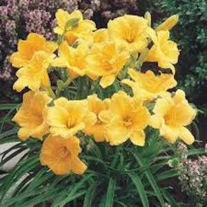 10 Stella De Oro Daylily Hemerocallis - Golden Yellow Perennial Bare Root Plants - Image 8