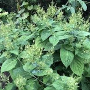 10 Stone Root Bare Root Plants - Collinsonia canadensis Organic Wildflower Transplant - Image 10