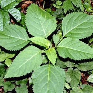 10 Stone Root Bare Root Plants - Collinsonia canadensis Organic Wildflower Transplant - Image 7
