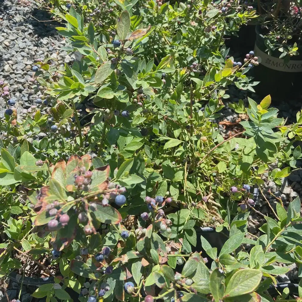 10 Sunshine Blue Blueberry Starter Plugs - Vaccinium corymbosum - Semi-Evergreen Shrub - Image 7