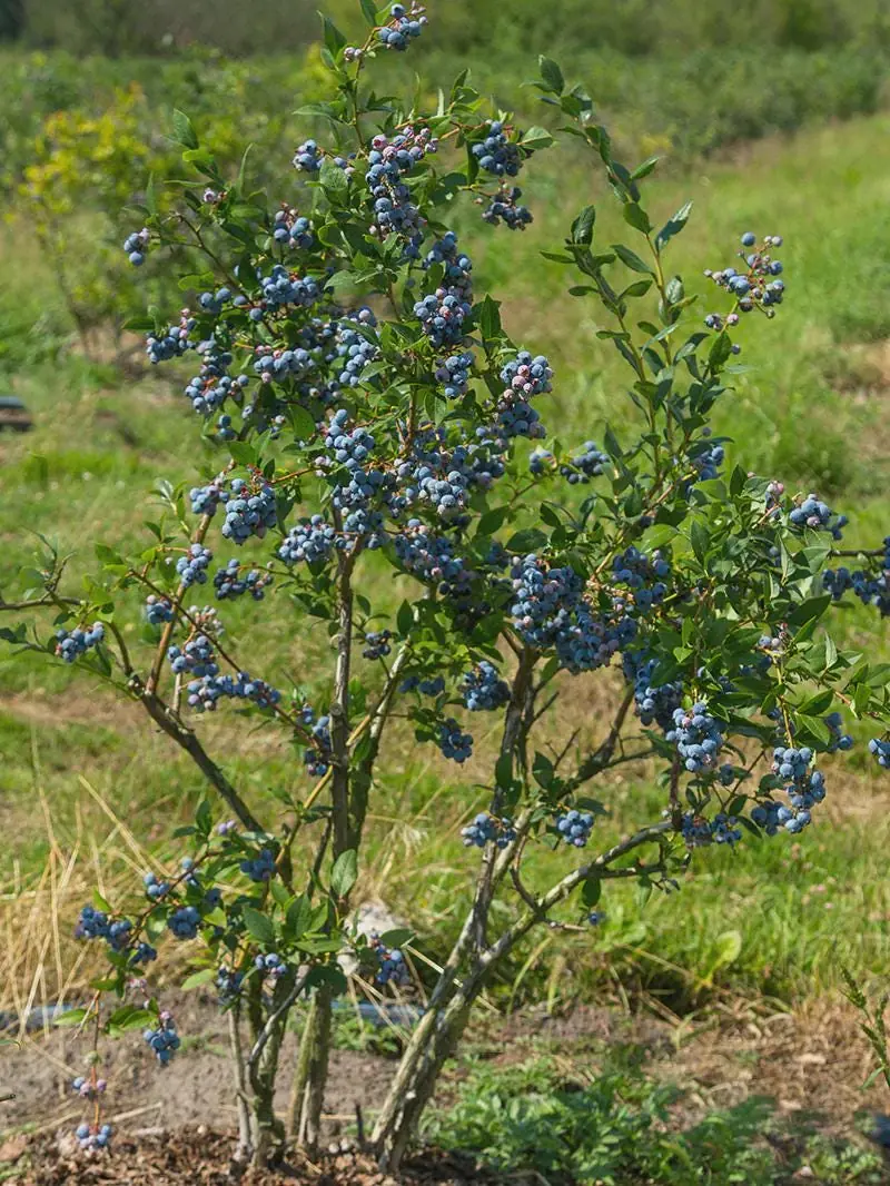 10 Sunshine Blue Blueberry Starter Plugs - Vaccinium corymbosum - Semi-Evergreen Shrub - Image 8