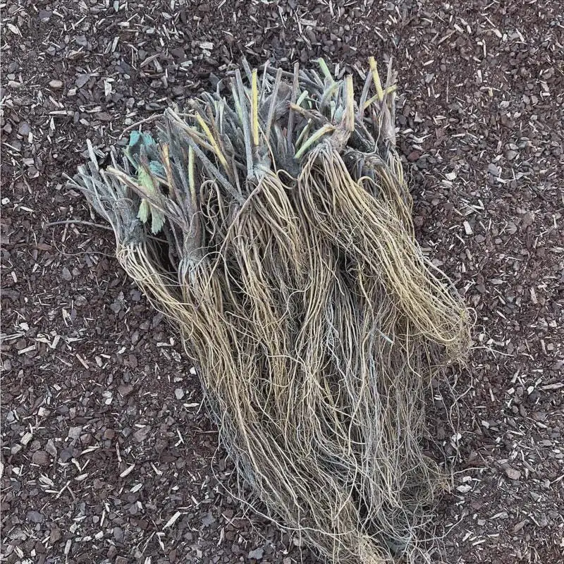 10 Sweet Charlie Strawberry Bare Roots - June-Bearing Fragaria Plants - Image 3