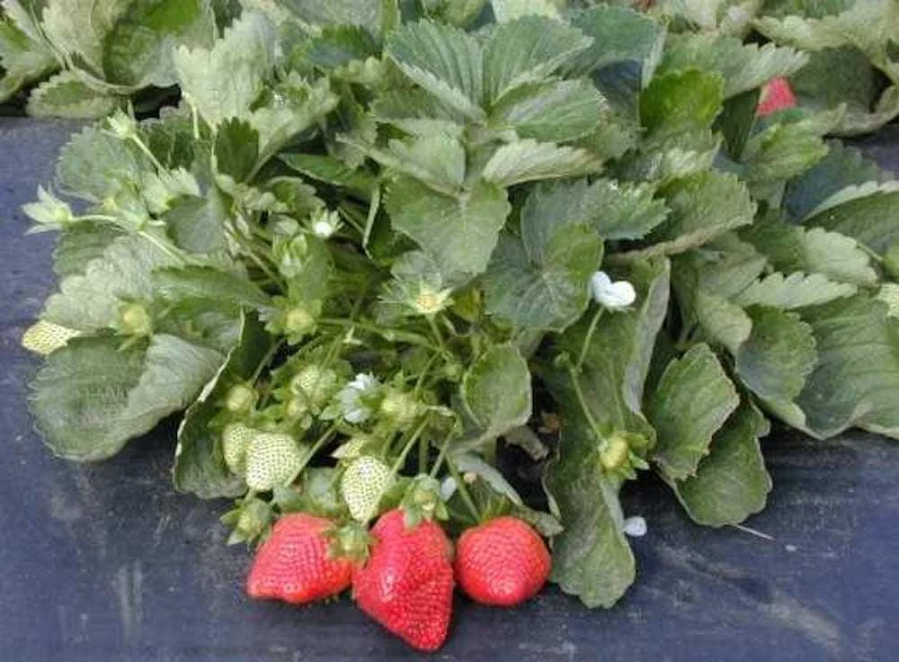 10 Sweet Charlie Strawberry Bare Roots - June-Bearing Fragaria Plants - Image 5