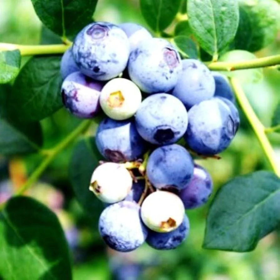 10 Sweet Crisp Blueberry Starter Plug Plants - Vaccinium corymbosum - Image 2