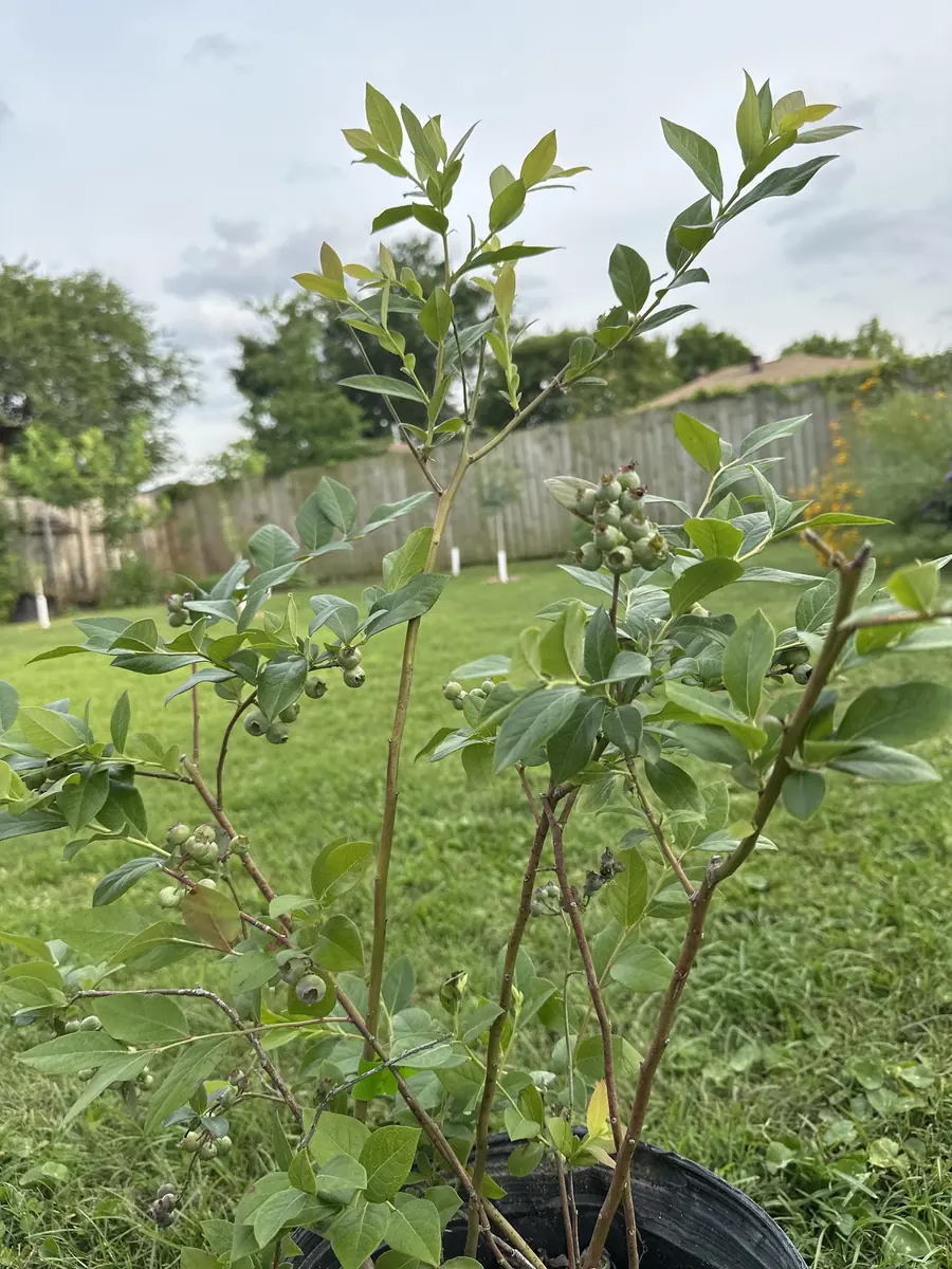 10 Sweet Crisp Blueberry Starter Plug Plants - Vaccinium corymbosum - Image 6