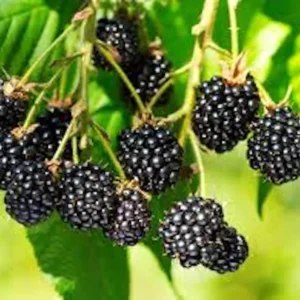 10 Triple Crown Thornless Blackberry Bare Root Plant – Fruit Bush - Image 2