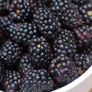 10 Triple Crown Thornless Blackberry Bare Root Plant – Fruit Bush - Image 3