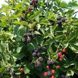 10 Triple Crown Thornless Blackberry Bare Root Plant – Fruit Bush - Image 4