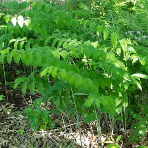 10 True Solomon's Seal Bare Root Plants - Organic Native Wildflower Polygonatum Biflorum - Image 3