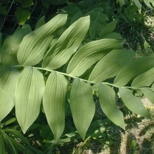 10 True Solomon's Seal Bare Root Plants - Organic Native Wildflower Polygonatum Biflorum - Image 4