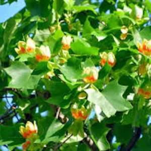 10 Tulip Poplar Tree 12-24 inch Bare Root Live Plants - Fast Growing Shade Tree - Image 2