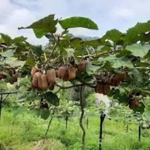 10 Vincent Kiwi Starter Plugs (Female) - Actinidia deliciosa Live Plant - Image 3