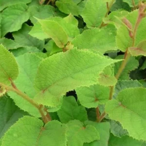 10 Vincent Kiwi Starter Plugs (Female) - Actinidia deliciosa Live Plant - Image 8