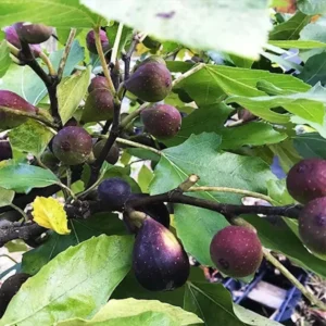 10 Violette de Bordeaux Fig Tree Starter Plugs - Sweet Fruit Bare Root Plant - Image 2