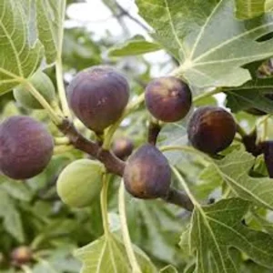 10 Violette de Bordeaux Fig Tree Starter Plugs - Sweet Fruit Bare Root Plant - Image 5